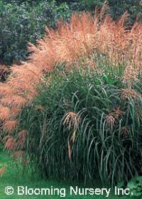 Miscanthus sinensis                               